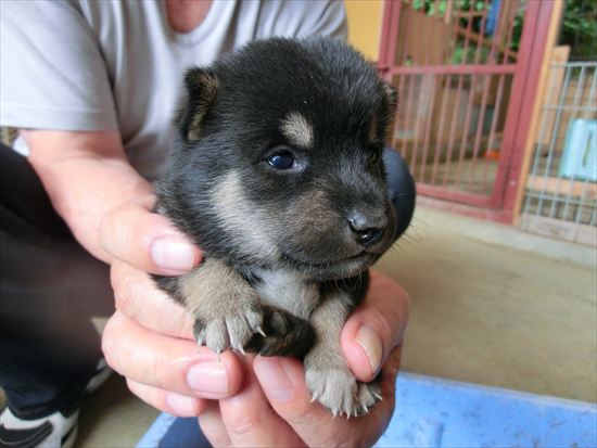 豆柴　子犬