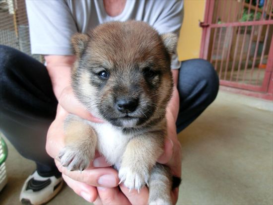 豆柴　子犬