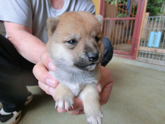 豆柴　子犬