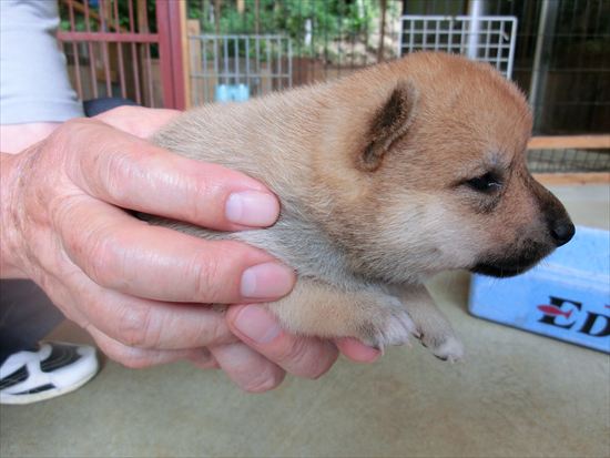 豆柴　子犬