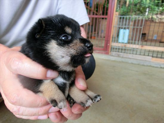 豆柴　子犬