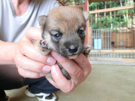 豆柴　子犬