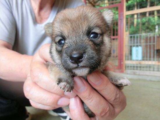 豆柴　子犬