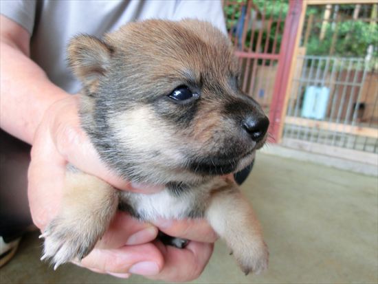 豆柴　子犬