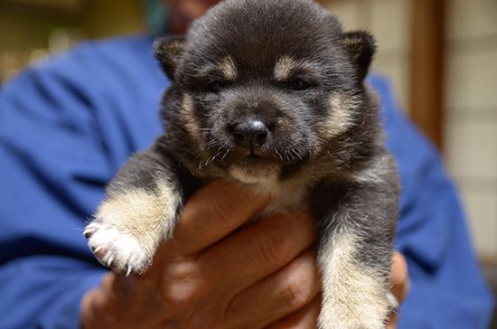 豆柴　子犬