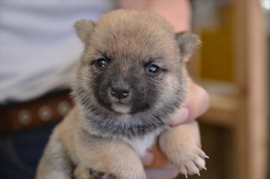 豆柴　子犬