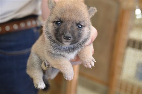 豆柴　子犬