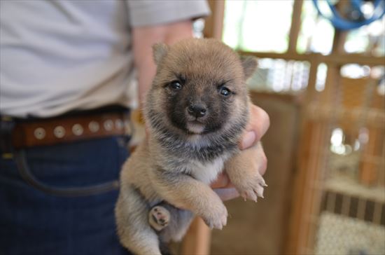 豆柴　子犬