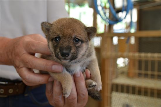 豆柴　子犬