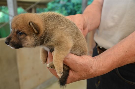 豆柴　子犬