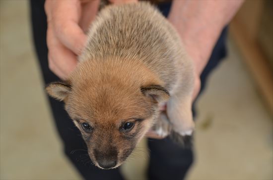 豆柴　子犬