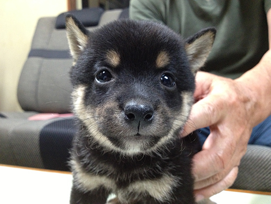 豆柴　子犬