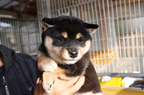 豆柴　子犬