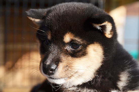 豆柴　子犬