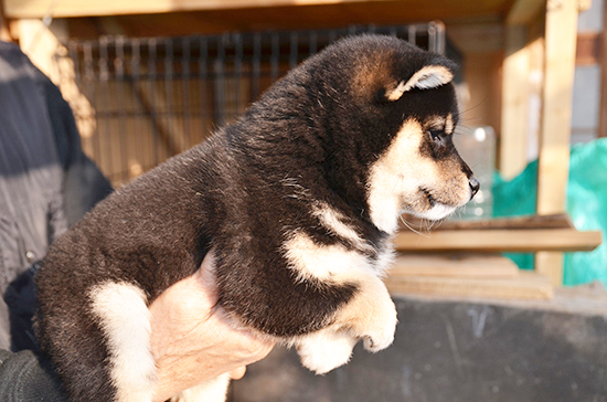 豆柴　子犬