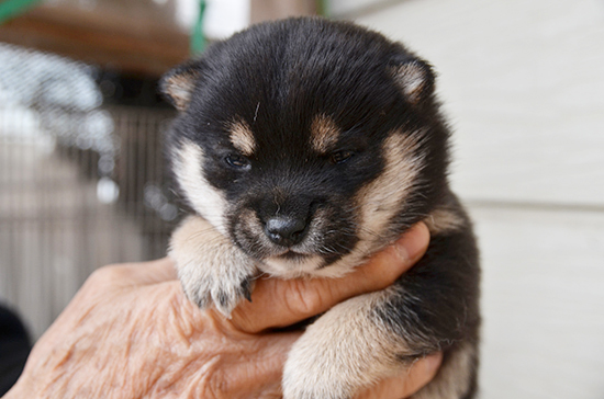 豆柴　子犬