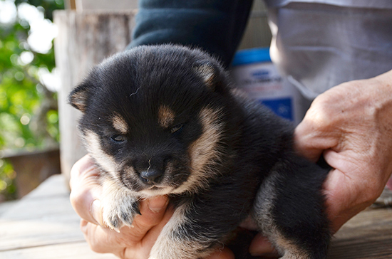 豆柴　子犬