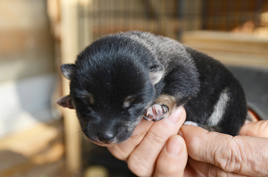 豆柴　子犬