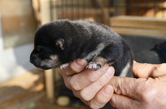 豆柴　子犬