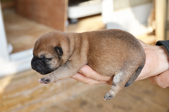 豆柴　子犬