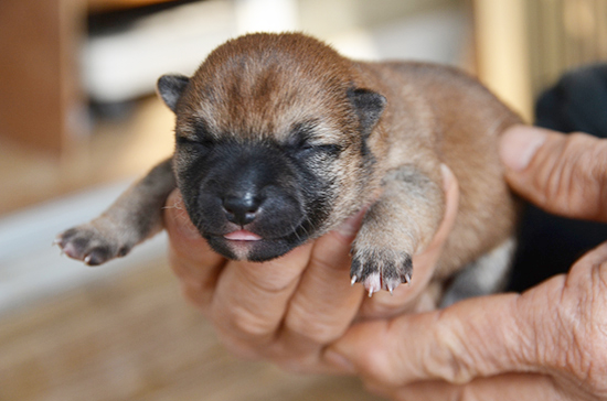 豆柴　子犬