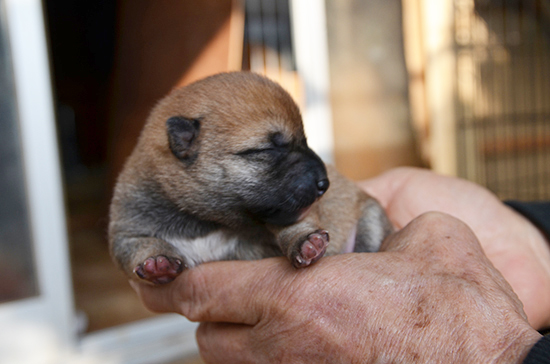 豆柴　子犬