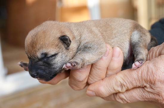 豆柴　子犬