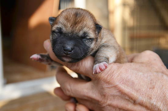 豆柴　子犬