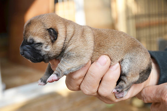 豆柴　子犬