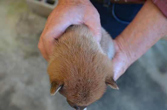 豆柴　子犬