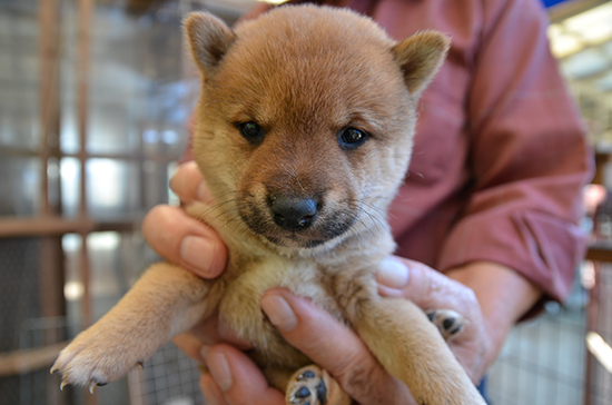 豆柴　子犬