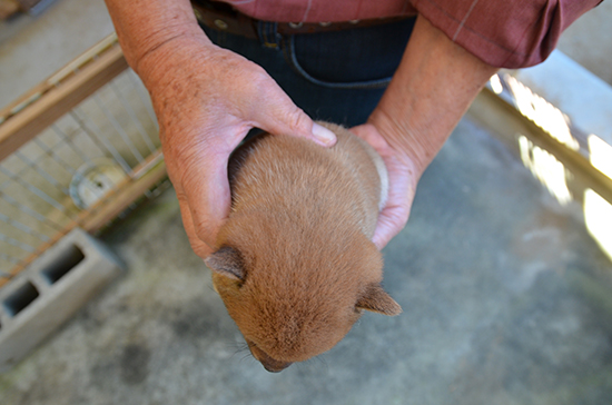 豆柴　子犬