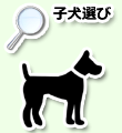 子犬選び