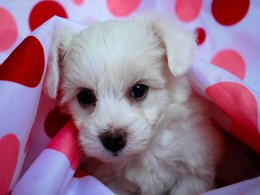 �q���@�o�Y���@�u���[�_�[�@�q�� �̔��Ȃ�A�����q��.jp