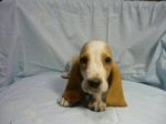 バセット・ハウンド　子犬