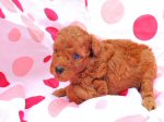 トイプードル　子犬