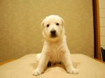 スイスホワイトシェパード　ホワイトシェパード　子犬
