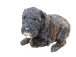 ブービエ・デ・フランダース　子犬