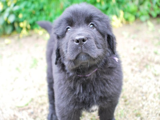 ニューファンドランド　子犬