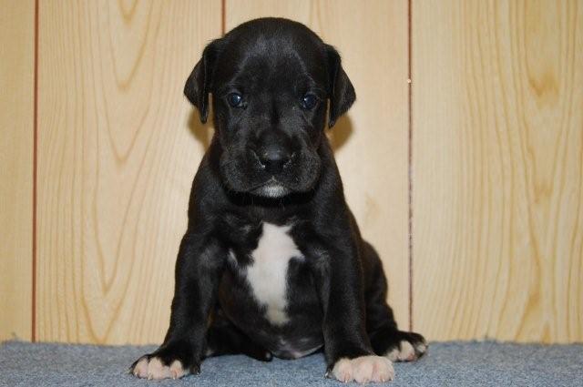 グレートデン　子犬