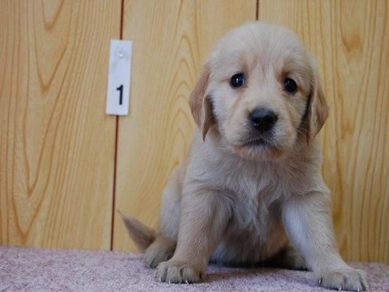 ゴールデンレトリバー　子犬