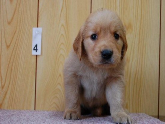 ゴールデンレトリバー　子犬