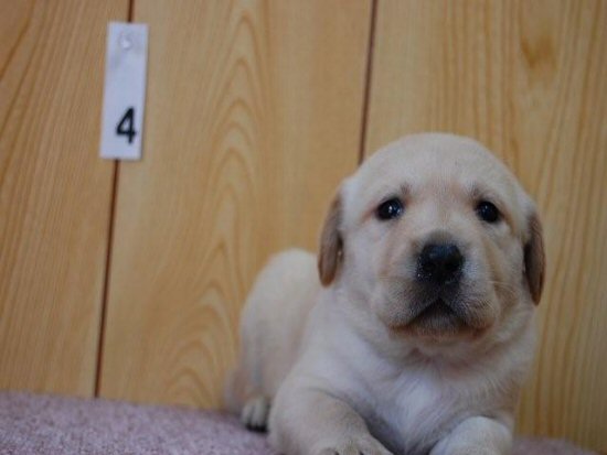 ラブラドールレトリバー　子犬