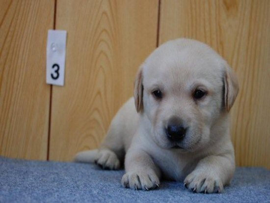 ラブラドールレトリバー　子犬