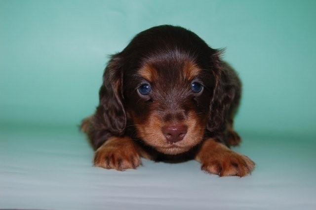 ミニチュアダックスロング　子犬