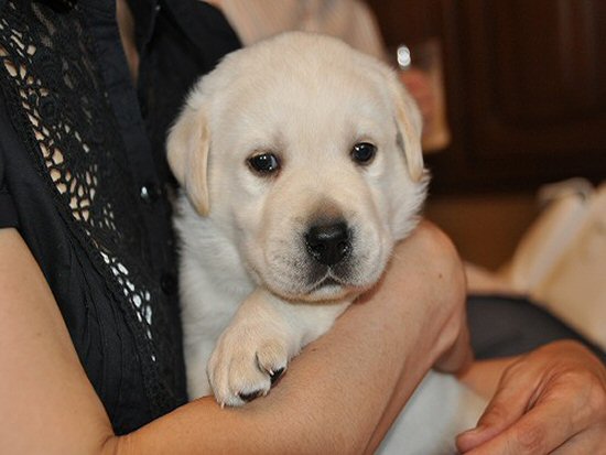 ラブラドールレトリバー　子犬