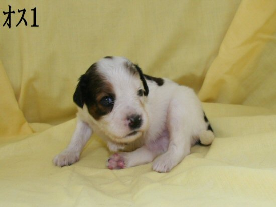 コイケルホンディエ　子犬