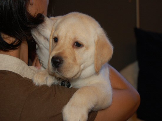 ラブラドールレトリバー　子犬