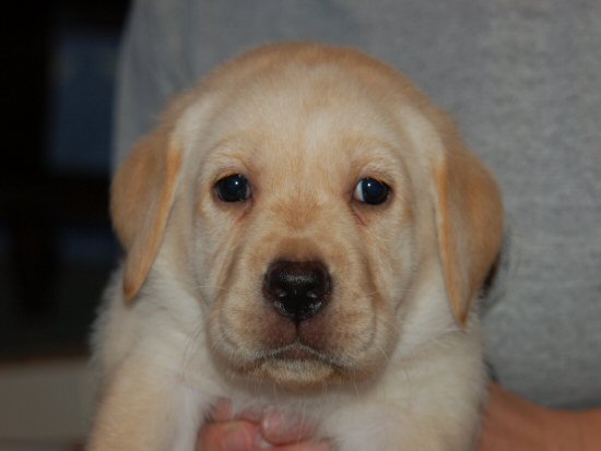 ラブラドールレトリバー　子犬