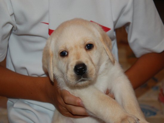 ラブラドールレトリバー　子犬